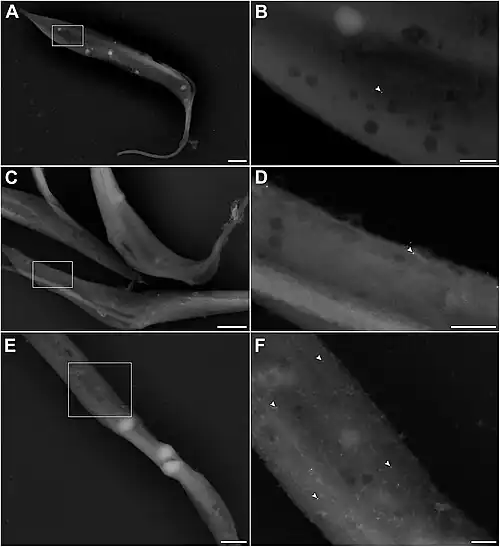 Ultrastrukturelle Analysen weisen auf S. culicis Iron Transporter (ScIT) auf der Oberfläche von S. culicis hin.