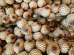 Yantok (versch. Calamus- oder Daemonorops-Arten haben ähnliche Früchte)