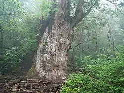 Zedernwald von Yakushima