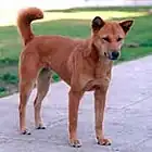 Korea Jindo Dog