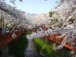 Kirschblütenfest in Jinhae