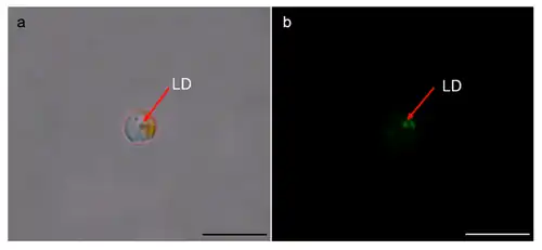 Lipid-angereicherte Tröpfchen (LD) in den RSCs von A.&nbsp;anophagefferens Stamm CCMP1984 (Pfeile); Balken 10&nbsp;µm.[1]