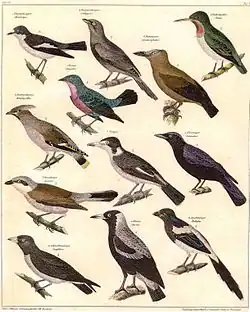 Zeichnung von Johann Conrad Susemihl, aus „Allgemeine Naturgeschichte für alle Stände“ von Lorenz Oken (1779–1851)