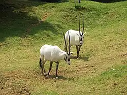 Arabische Oryx (Oryx leucoryx)