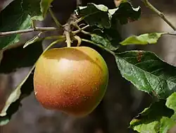 Einzelfrucht am Baum