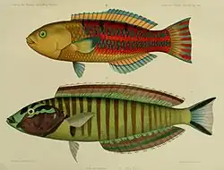 Zeichnung: A.&nbsp;Garrett, Lithographie: Werner&nbsp;&&nbsp;Winter[6]