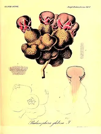 Aus: Über Javan'sche Balanophoreen. 1841.