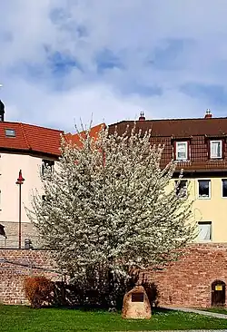 Junghuhn-Gedenkstein im April 2023. Der Kirschbaum steht in voller Blüte