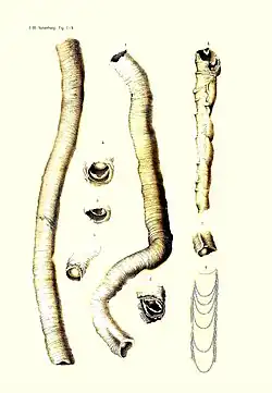 Karang-Surumbung. (3. Band, S, 68-70)