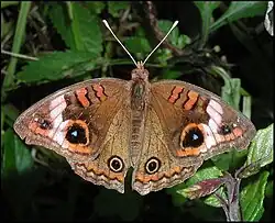 Junonia evarete mit weißen Fühlern und braunem Bereich am Vorderflügelaugenfleck