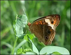 Braun-gelbe Flügelunterseite