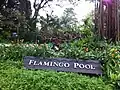 Flamingo Pool