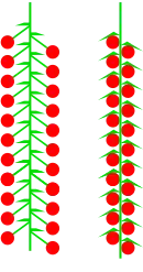 Kätzchen (Trauben- oder Ährenkätzchen)