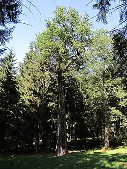 Königseiche und Blick in die Baumkrone