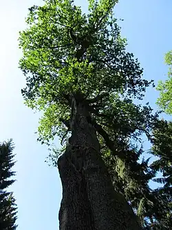 Königseiche und Blick in die Baumkrone