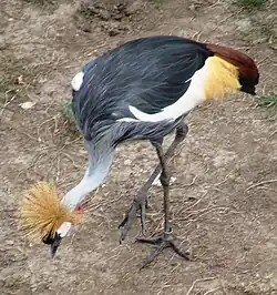 Südafrika-Kronenkranich