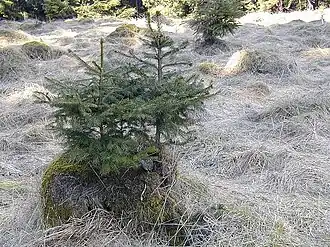 Kadaververjüngung von Fichte auf alten Fichtenstubben im Oberharz