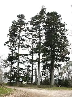 Baumgruppe des ehemaligen Kaisergartens in Gornhausen