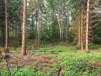 Blick zum gebrochenen Damm