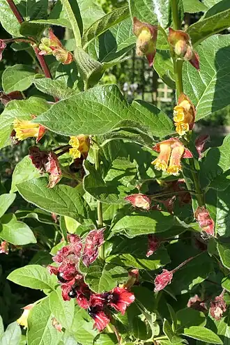 Kalifornische Heckenkirsche