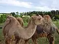 Kamele in der Außenanlage