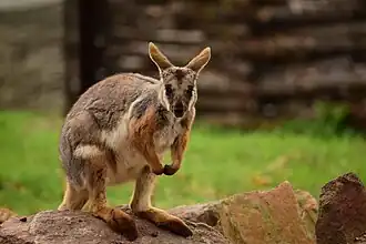 Gelbfuß-Felskänguru