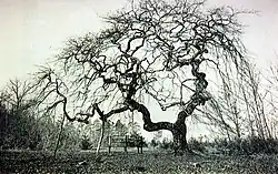 Kanzelbuche im Jahre 1910