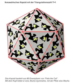 Schematischer Aufbau eines isometrischen Kapsids mit der Triangulationszahl T = 1 aus 20 Trimeren, d, h. insgesamt 60 Einzelteilen.
