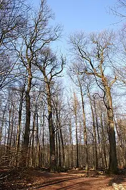 Herzogskastanien in der Karlslust