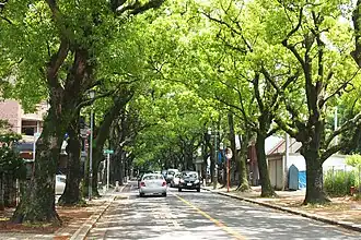 Weg durch die Kampferbaum-Allee vom Bahnhof zum Schreinareal