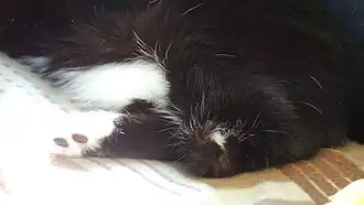 Felines Fibrosarkom (2012)