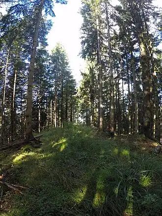 Gipfelbereich des Katzenköpfls