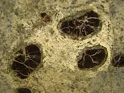 Kelyphitische Zone im Zöblitzer Serpentinit (Bildbreite ca. 25 mm)