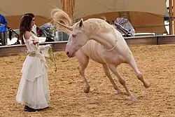 Eine Frau in einem langen weißen Kleid steht mit ausgebreiteten Armen vor einem weißen Pferd mit künstlichem Horn. Das Pferd ist in Bewegung, so dass man den Schweif fliegen sieht und nicht alle Hufe den Boden berühren.