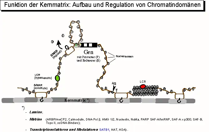 Chromatinorganisation durch die Kernmatrix