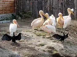 Rosapelikane und Kormorane