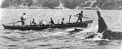 Ein schwarz-weiß-Bild, dass mehrere Männer und Wale beim Walfang zeigt. In der Mitte des Bildes ist ein Ruderboot mit vier Ruderern zu sehen, die den vor dem Boot schwimmenden Waalen zugucken. Es fährt von links nach rechts. Am Heck des Bootes steht der Steuermann, am Bug steht ein weiterer Mann mit einem länglichen Gegenstand in der Hand. Direkt vor dem Boot schwimmt ein kleiner Wal, dessen Rücke und Finne durch die Wasseroberfläche ragen. Vor diesem durchbricht die deutlich größere Finne eines Orcas das Wasser.