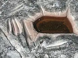 Gebiet der Greater Blue Mountains