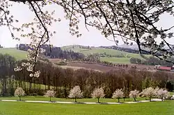Kirschbaumallee im Naturpark Obst-Hügel-Land