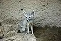 Kitfuchs (Vulpes macrotis)