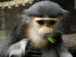 Rotschenkel-Kleideraffe