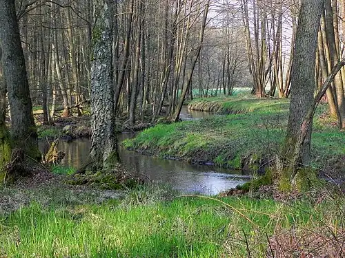 Die Kleine Örtze vor Trauen