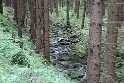 Nicht abgeschlossener Waldumbau