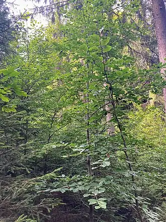 Kleiner Laber, Gipfelbereich