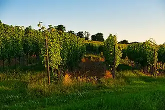 Weinberg an der Unterhaardt bei Grünstadt