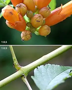 Beschützer-Ameisen an Blattansätzen