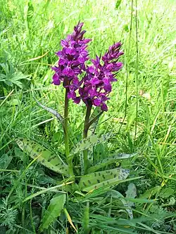 1994 Breitblättriges Knabenkraut