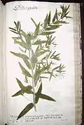 Gratiola officinalis