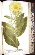 Inula helenium