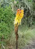 Fackellilie Kniphofia foliosa